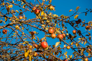 apples on a tree, sweden, stockholm,nacka,sverige