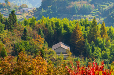 The house in autumn forests