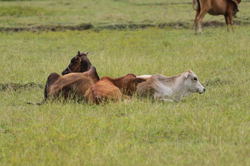 cows in the field