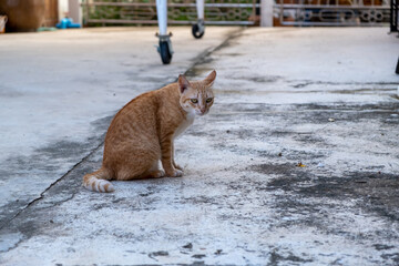 Orange tabby looking at something