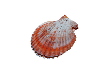 scallop shells isolated on white background. Scallops are marine bivalve mollusks of the family Pectinidae