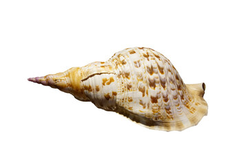 sea shell isolated on white