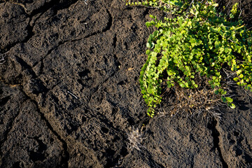 Green leafs, vines growin on black lava rock