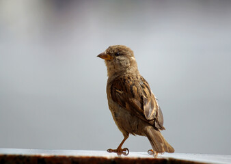 brave sparrow sits on the fence