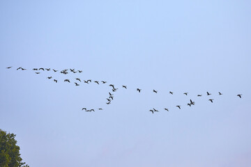 zugvögel