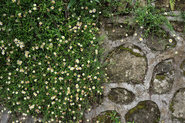 Flowers and wild plants growing on the walls     