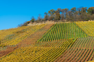 Weinberge am Wartberg in Heilbronn