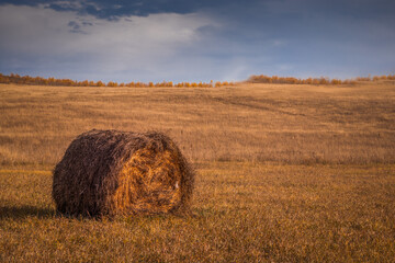 Dry Hay in the field