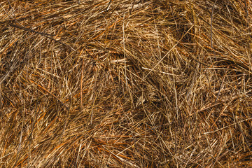 Yellow Dry Hay Background