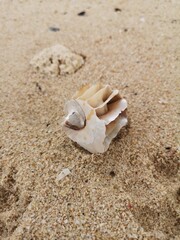seashell on the beach