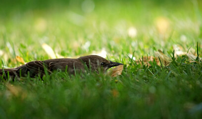 a beautiful Starling sits in the foliage of a tree