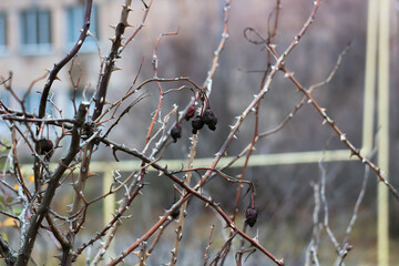 bird on a branch
