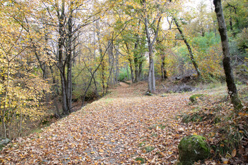 fiumi e sottobosco