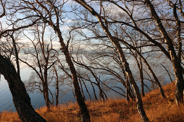 autumn birches on the shore, yellow grass.