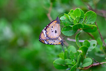 Monarch butterfly mating in the wild