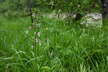 Kaiserklamm in Tirol