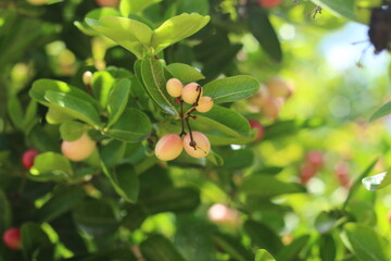  Karonda Fruit on Tree, Organic Garden, Tree Karonda Fruit Karonda seeds ripe pink or red colorful, , tropical citrus karanda or koromcha fruit in asia,
