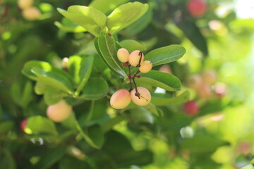  Karonda Fruit on Tree, Organic Garden, Tree Karonda Fruit Karonda seeds ripe pink or red colorful, , tropical citrus karanda or koromcha fruit in asia,