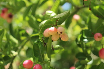  Karonda Fruit on Tree, Organic Garden, Tree Karonda Fruit Karonda seeds ripe pink or red colorful, , tropical citrus karanda or koromcha fruit in asia,