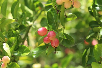  Karonda Fruit on Tree, Organic Garden, Tree Karonda Fruit Karonda seeds ripe pink or red colorful, , tropical citrus karanda or koromcha fruit in asia,