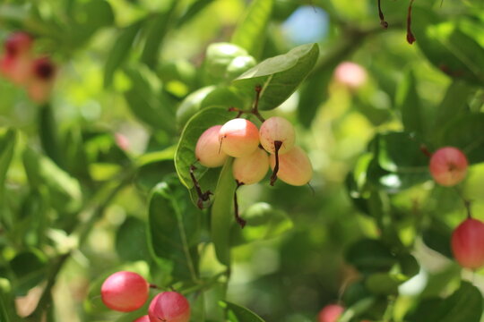  Karonda Fruit on Tree, Organic Garden, Tree Karonda Fruit Karonda seeds ripe pink or red colorful, , tropical citrus karanda or koromcha fruit in asia,