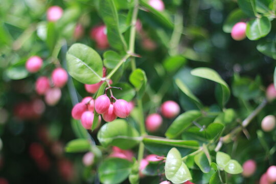  Karonda Fruit on Tree, Organic Garden, Tree Karonda Fruit Karonda seeds ripe pink or red colorful, , tropical citrus karanda or koromcha fruit in asia,
