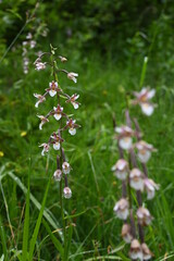 Kaiserklamm in Tirol