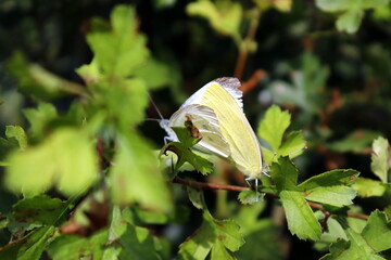 butterfly on a flower