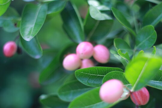  Karonda Fruit on Tree, Organic Garden, Tree Karonda Fruit Karonda seeds ripe pink or red colorful, , tropical citrus karanda or koromcha fruit in asia,