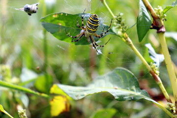 spider on a web