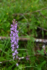 Wandern in der Kaiserklamm in den Tiroler Alpen