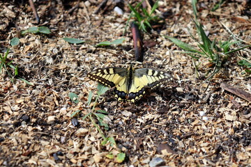 butterfly on the grass