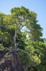 A tropical green tree on the edge of a cliff in a sunny day on the mexican pacific coast