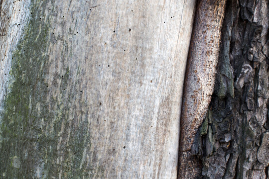 Stare chore drzewo nadgryzione przez korniki