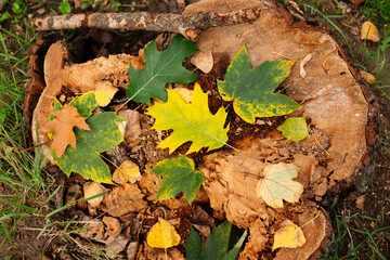 tree stump and leaves