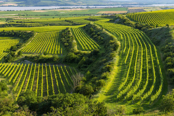 Fototapeta premium Vineyards near Nove Mlyny reservoir with Palava, Southern Moravia, Czech Republic