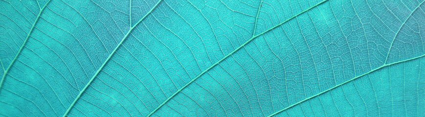 Blue leaf texture abstract background nature