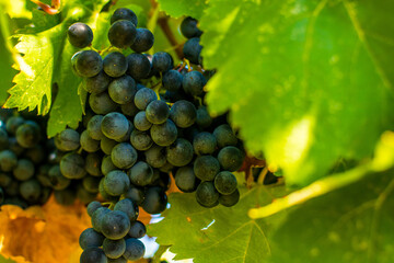 Ripe grapes