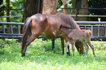 Horse in the farm