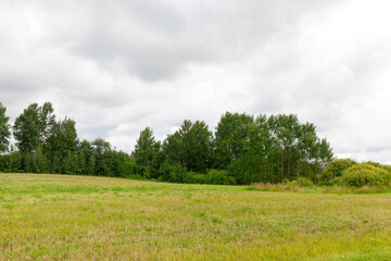 trees covered with green foliage