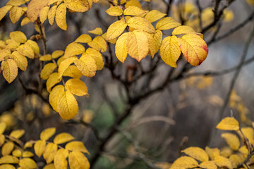 Vivid yellow rosehip leaves in autumn natural background