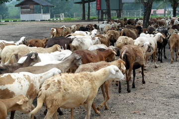 Obraz premium bunch of goats and sheep