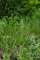 Wandern in der Kaiserklamm in den Tiroler Alpen