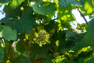 Young flowering vineyard