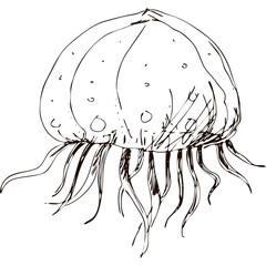Hand drawing vector art of jellyfish. Black grafic on white background