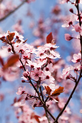 flowers of red cherry blossom