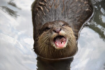 otter in pond