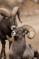 Waterton Bighorn