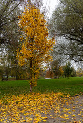 autumn in the park