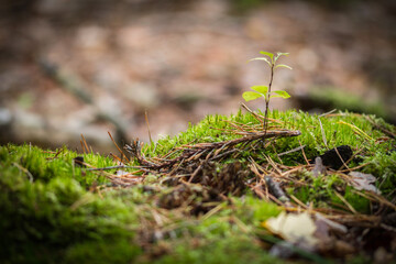 moss on the tree